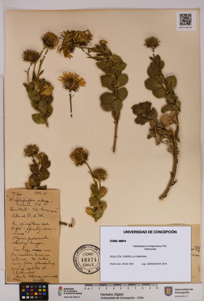 Haplopappus ochagavianus [Espécimen: UDEC:CONC:0046974]