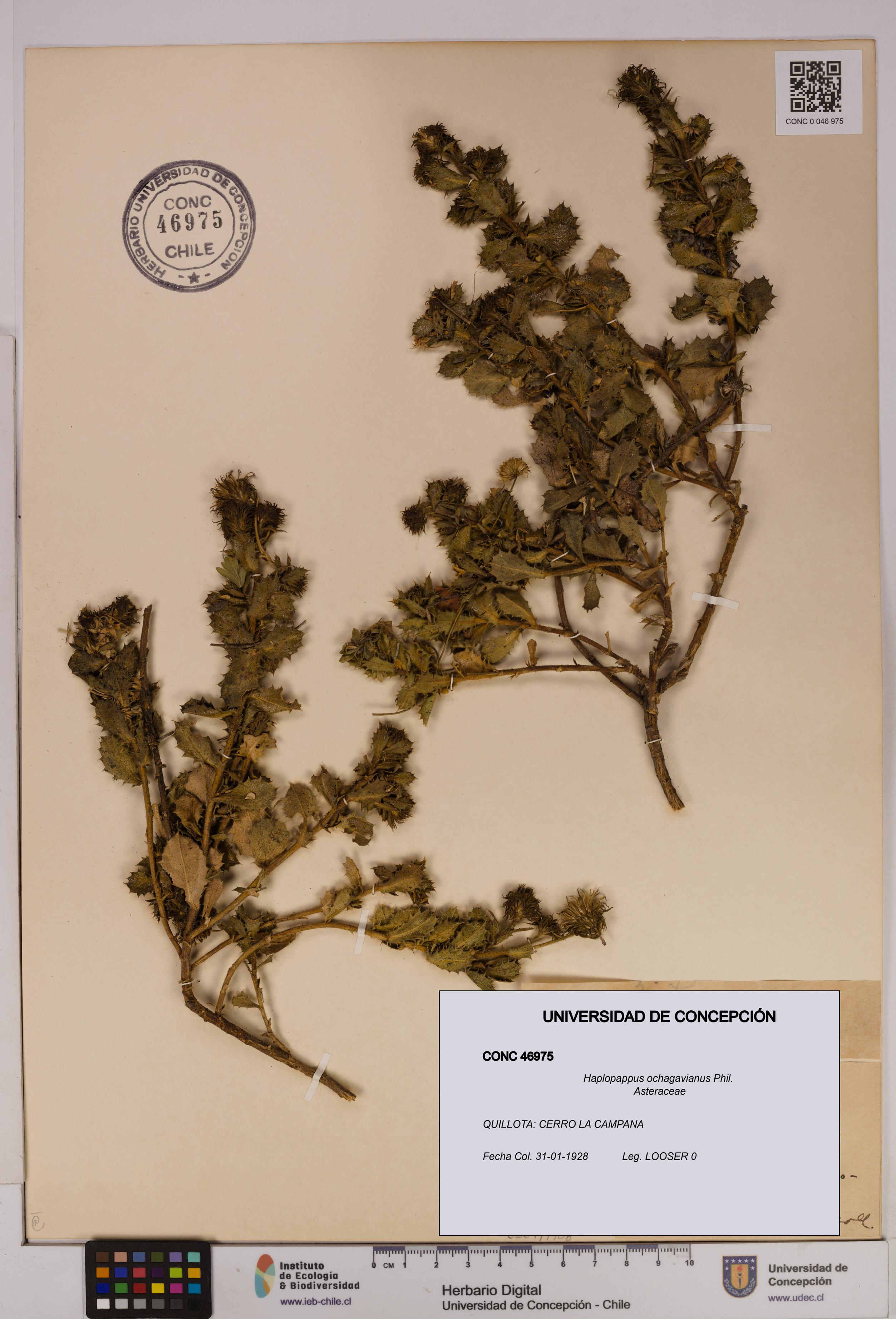 Haplopappus ochagavianus [Espécimen: UDEC:CONC:0046975]