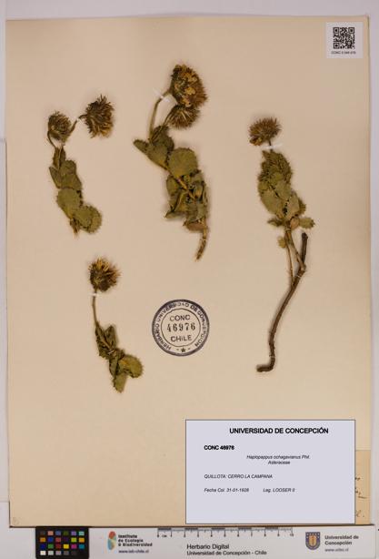 Haplopappus ochagavianus [Espécimen: UDEC:CONC:0046976]