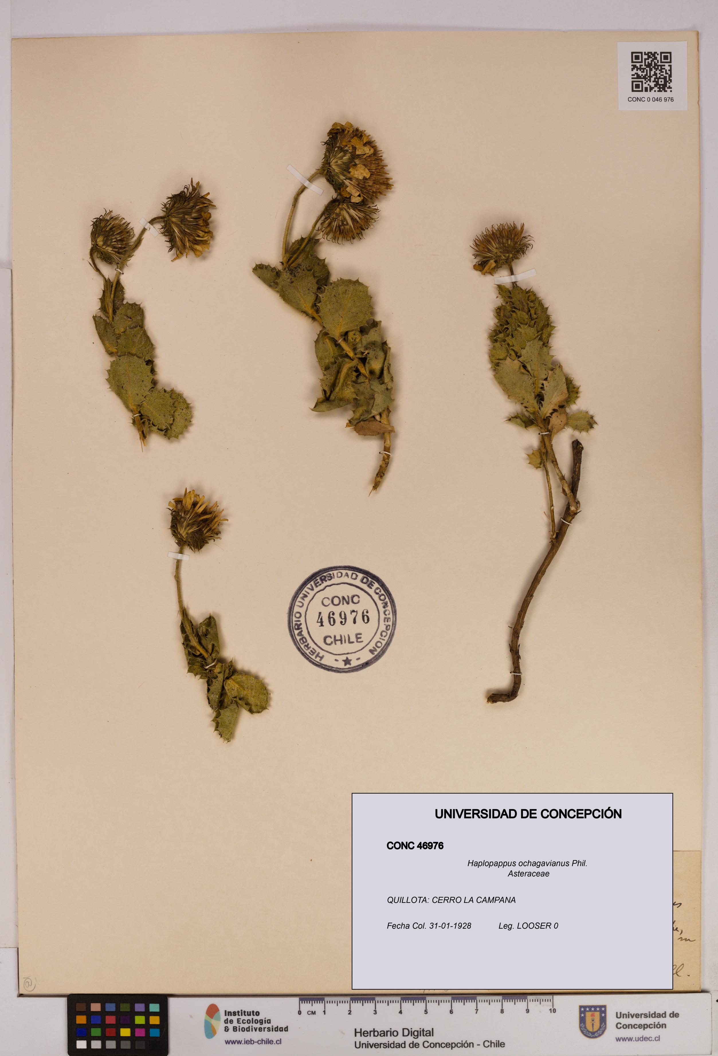 Haplopappus ochagavianus [Espécimen: UDEC:CONC:0046976]