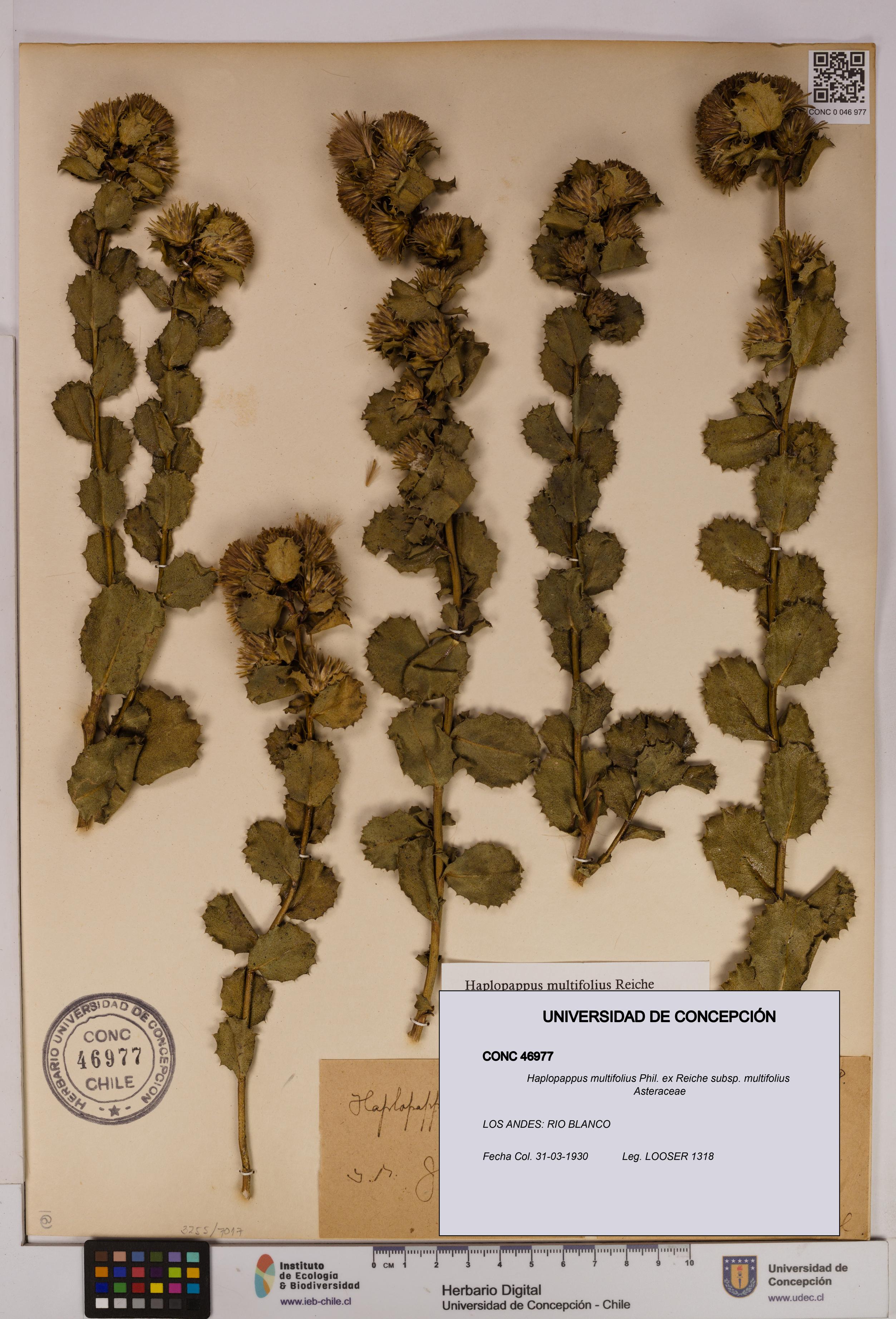 Haplopappus multifolius subsp. multifolius [Espécimen: UDEC:CONC:0046977]