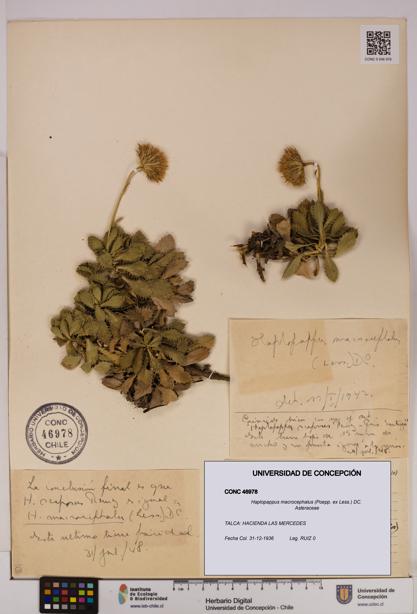 Haplopappus macrocephalus [Espécimen: UDEC:CONC:0046978]