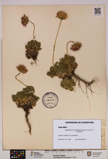Haplopappus macrocephalus [Espécimen: UDEC:CONC:0046979]