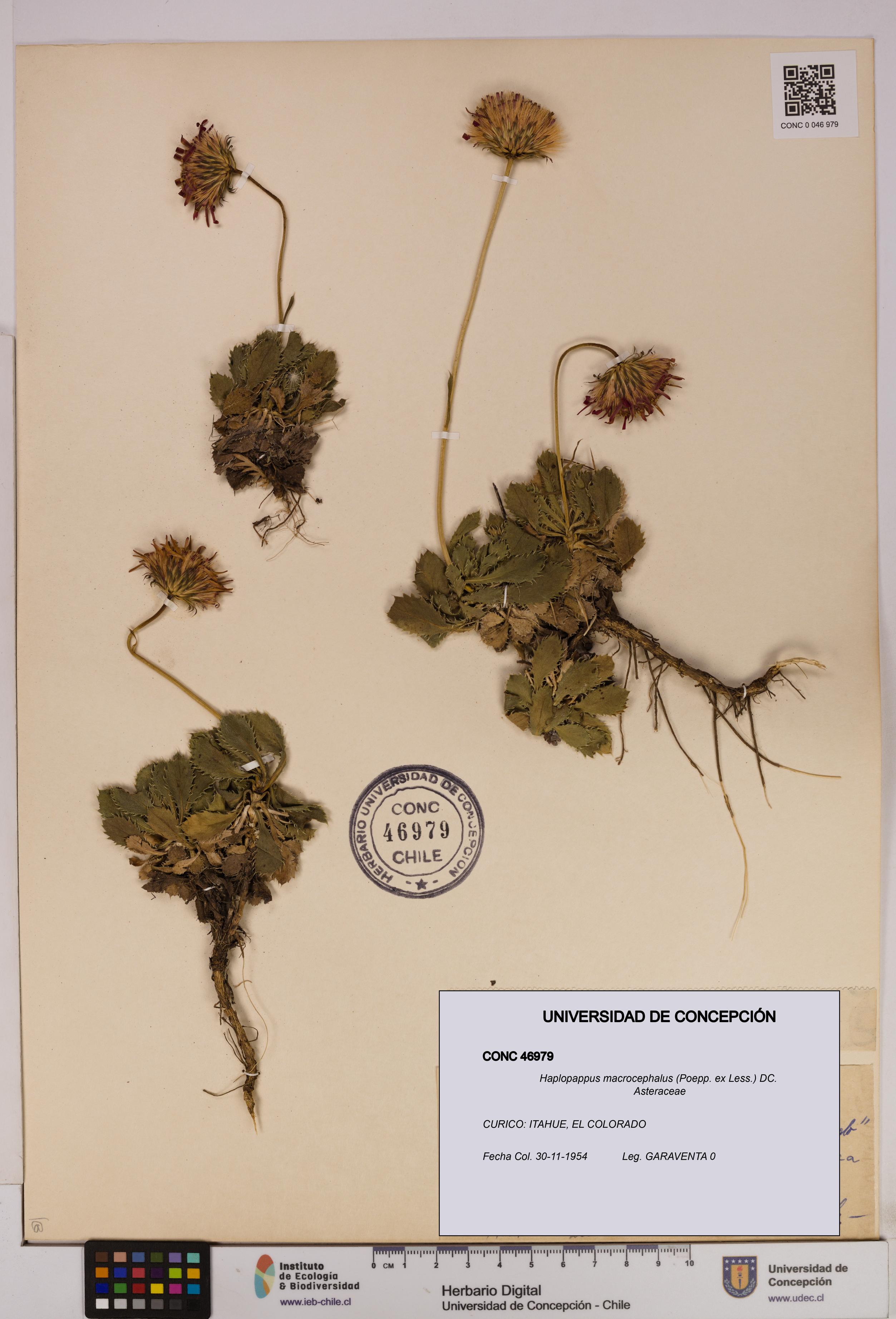 Haplopappus macrocephalus [Espécimen: UDEC:CONC:0046979]