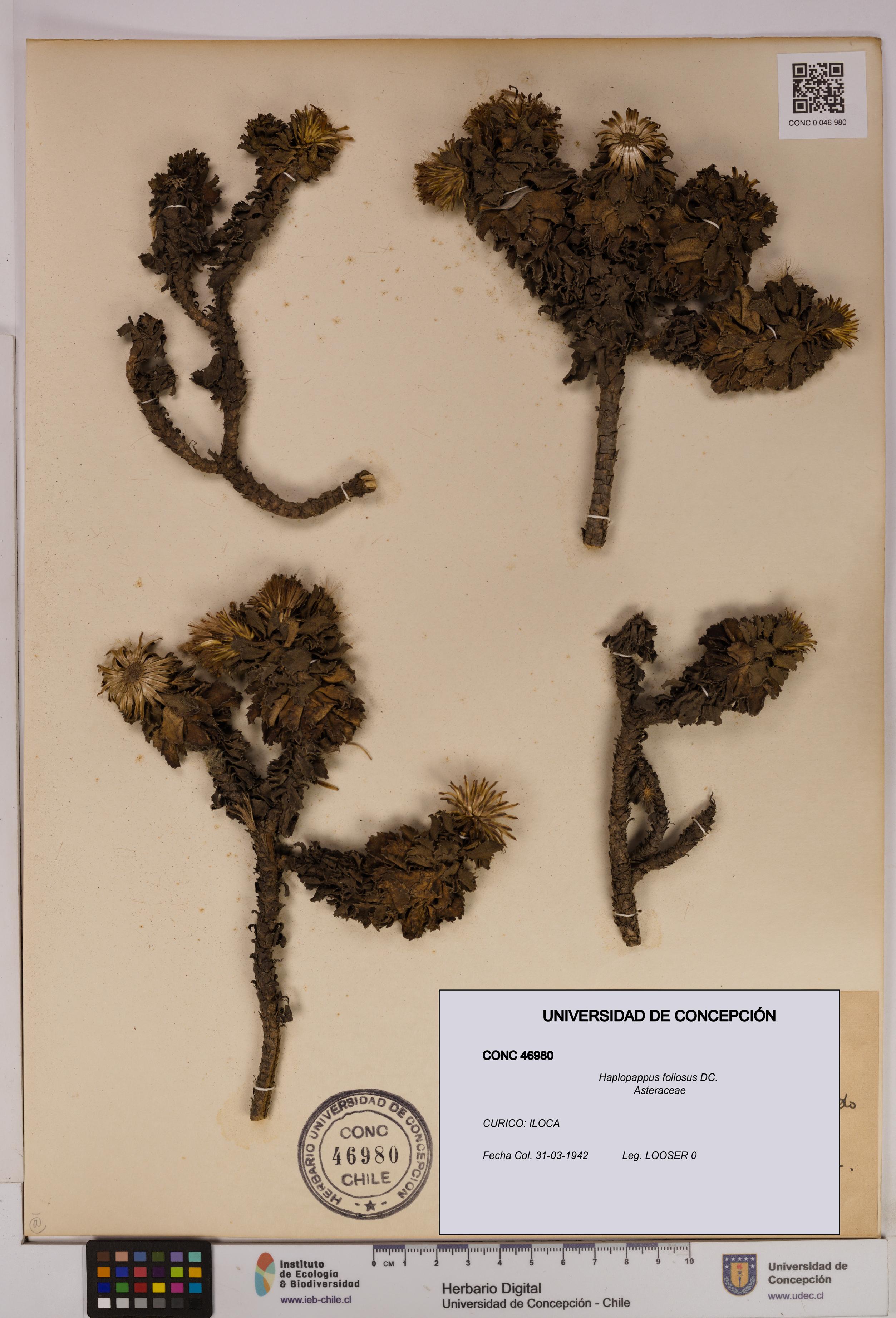 Haplopappus foliosus [Espécimen: UDEC:CONC:0046980]