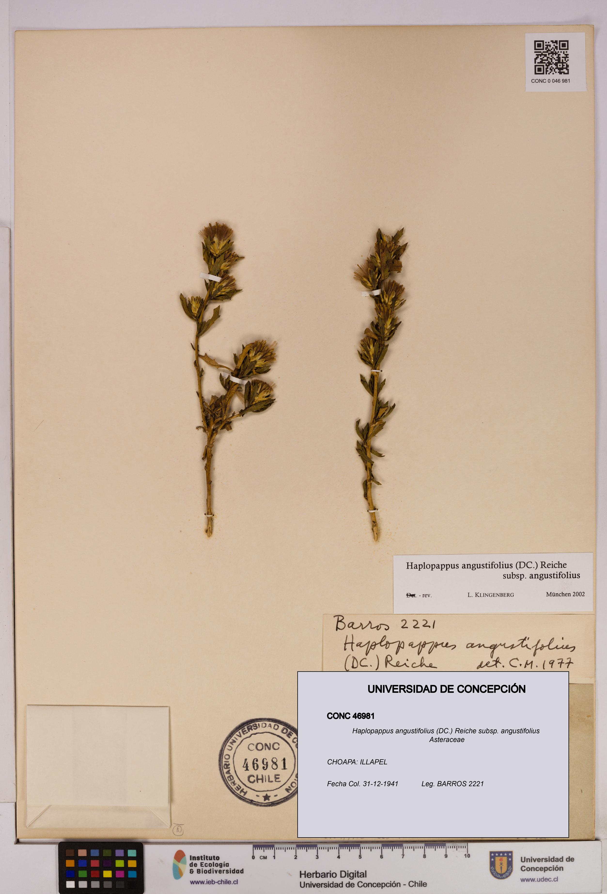Haplopappus angustifolius subsp. angustifolius [Espécimen: UDEC:CONC:0046981]