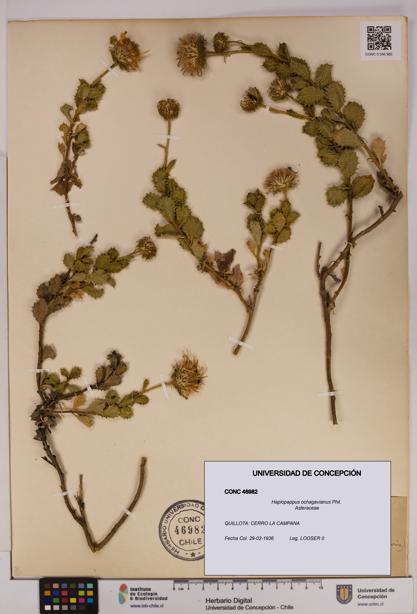 Haplopappus ochagavianus [Espécimen: UDEC:CONC:0046982]