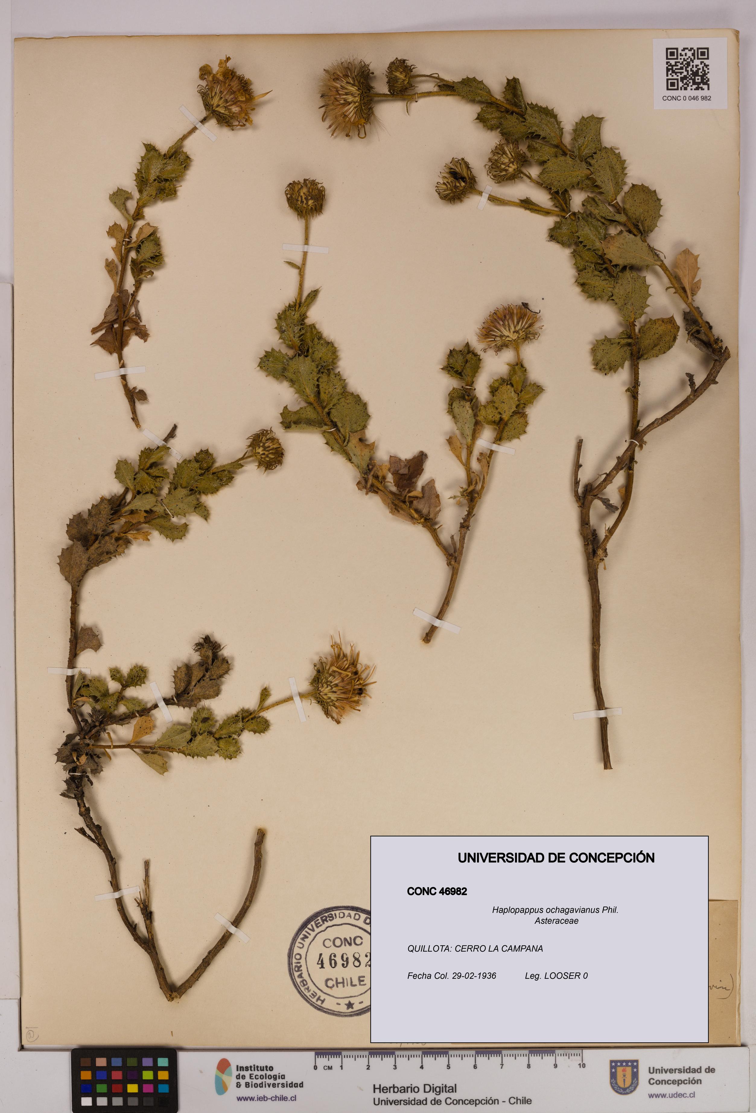 Haplopappus ochagavianus [Espécimen: UDEC:CONC:0046982]