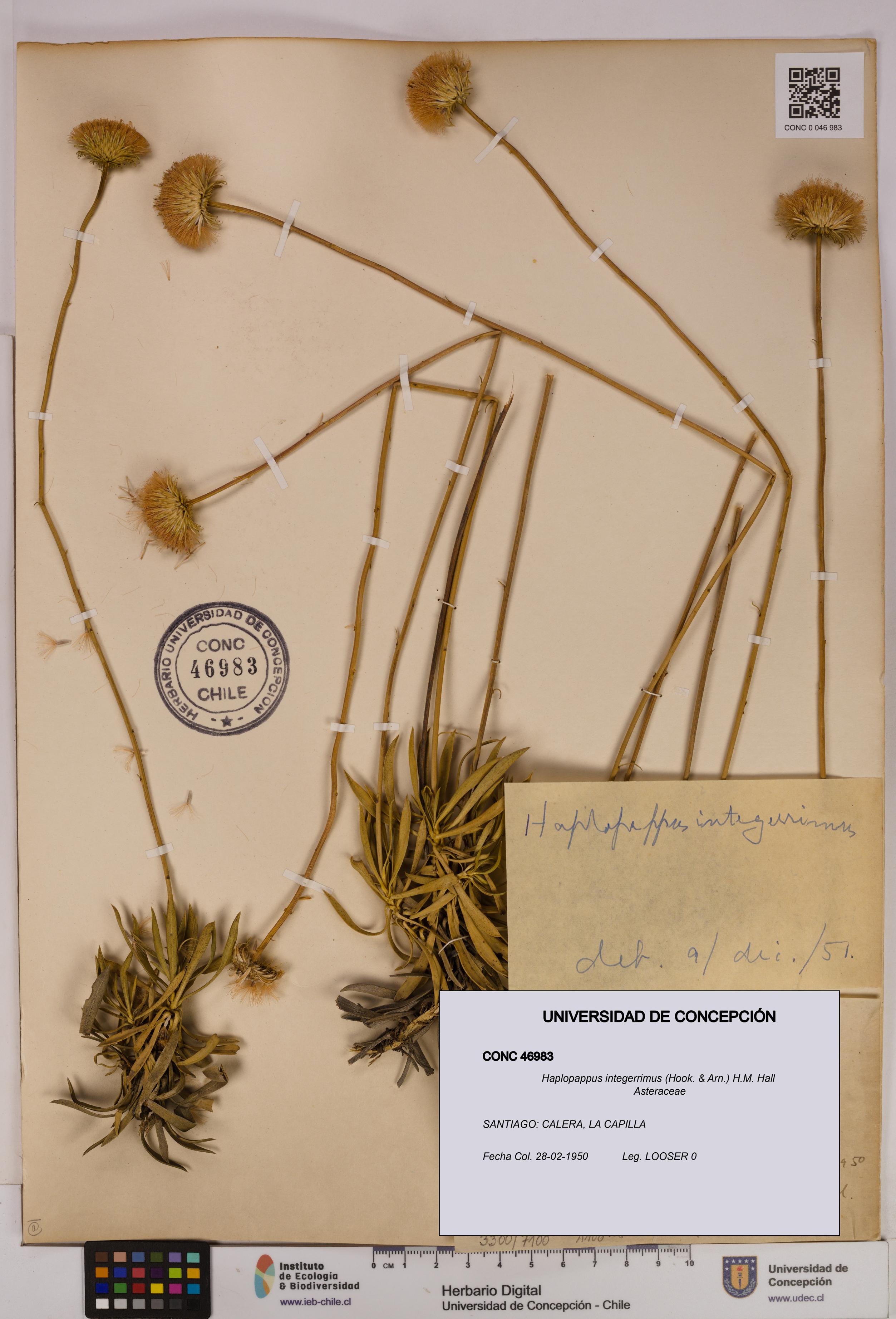 Haplopappus integerrimus [Espécimen: UDEC:CONC:0046983]