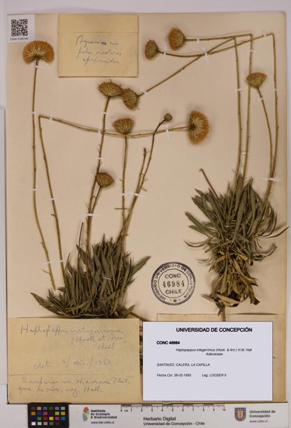 Haplopappus integerrimus [Espécimen: UDEC:CONC:0046984]