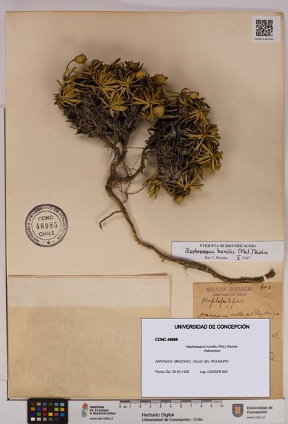 Haplopappus humilis [Espécimen: UDEC:CONC:0046985]