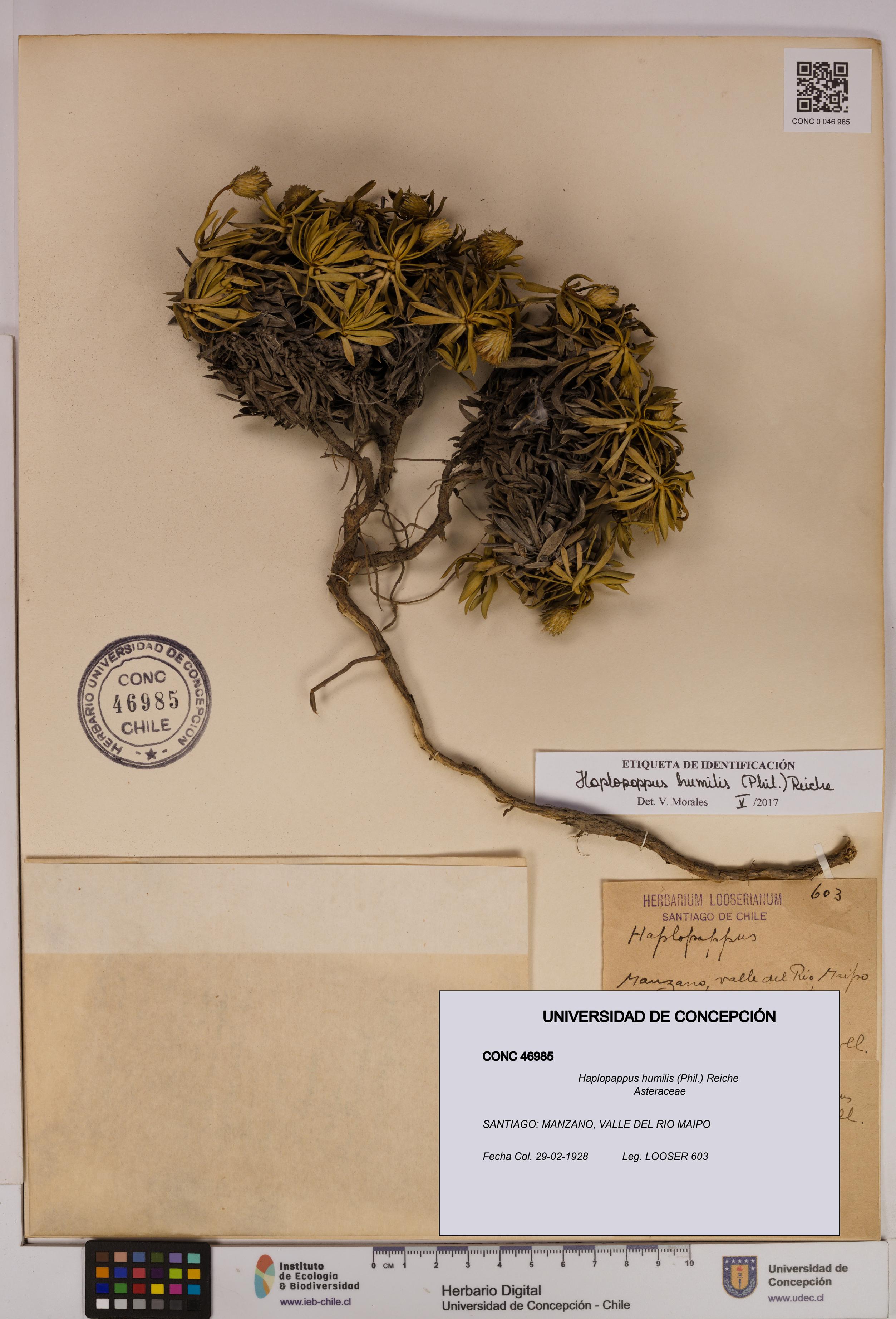 Haplopappus humilis [Espécimen: UDEC:CONC:0046985]