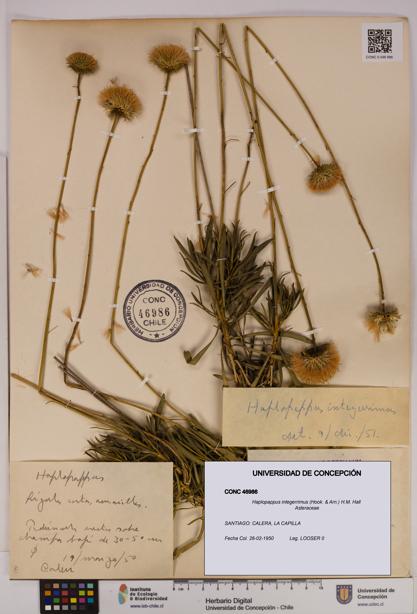 Haplopappus integerrimus [Espécimen: UDEC:CONC:0046986]