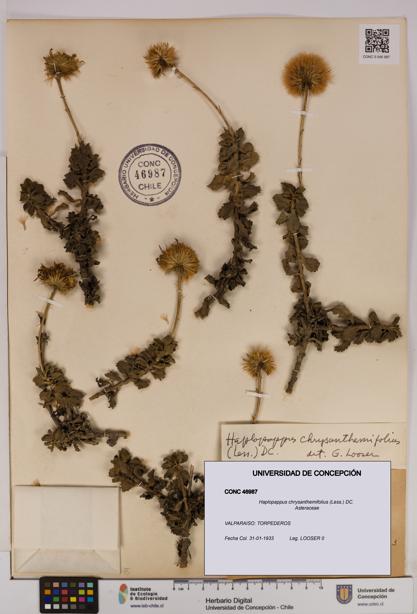 Haplopappus chrysanthemifolius [Espécimen: UDEC:CONC:0046987]