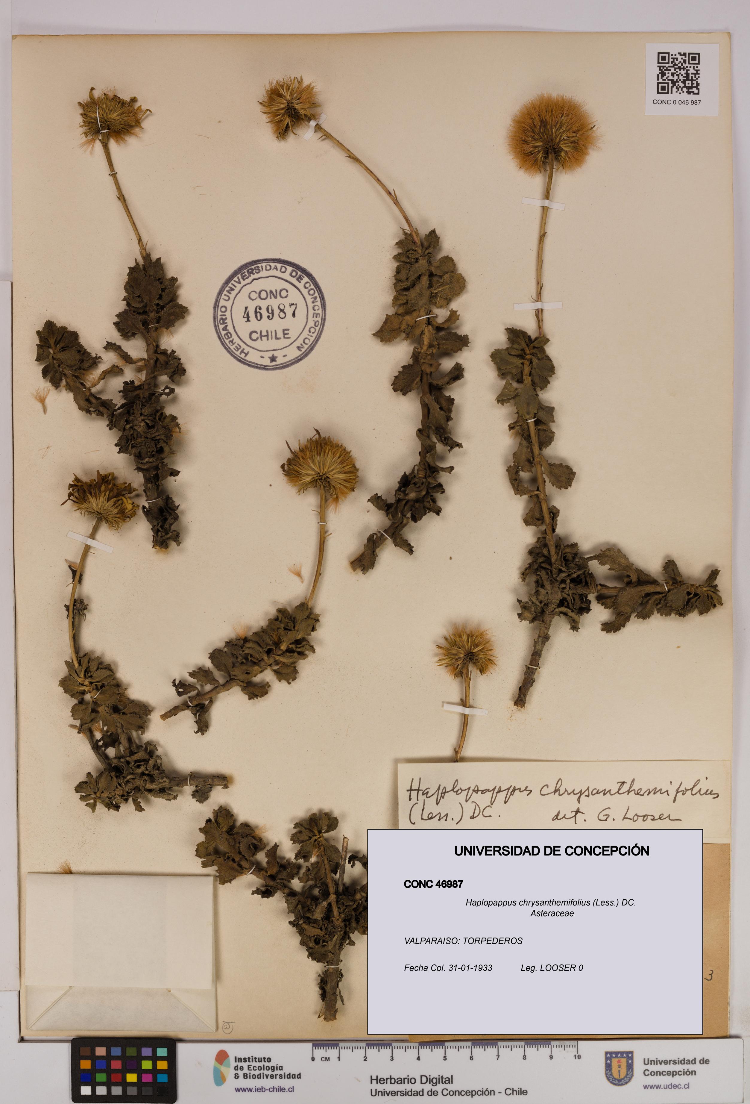 Haplopappus chrysanthemifolius [Espécimen: UDEC:CONC:0046987]