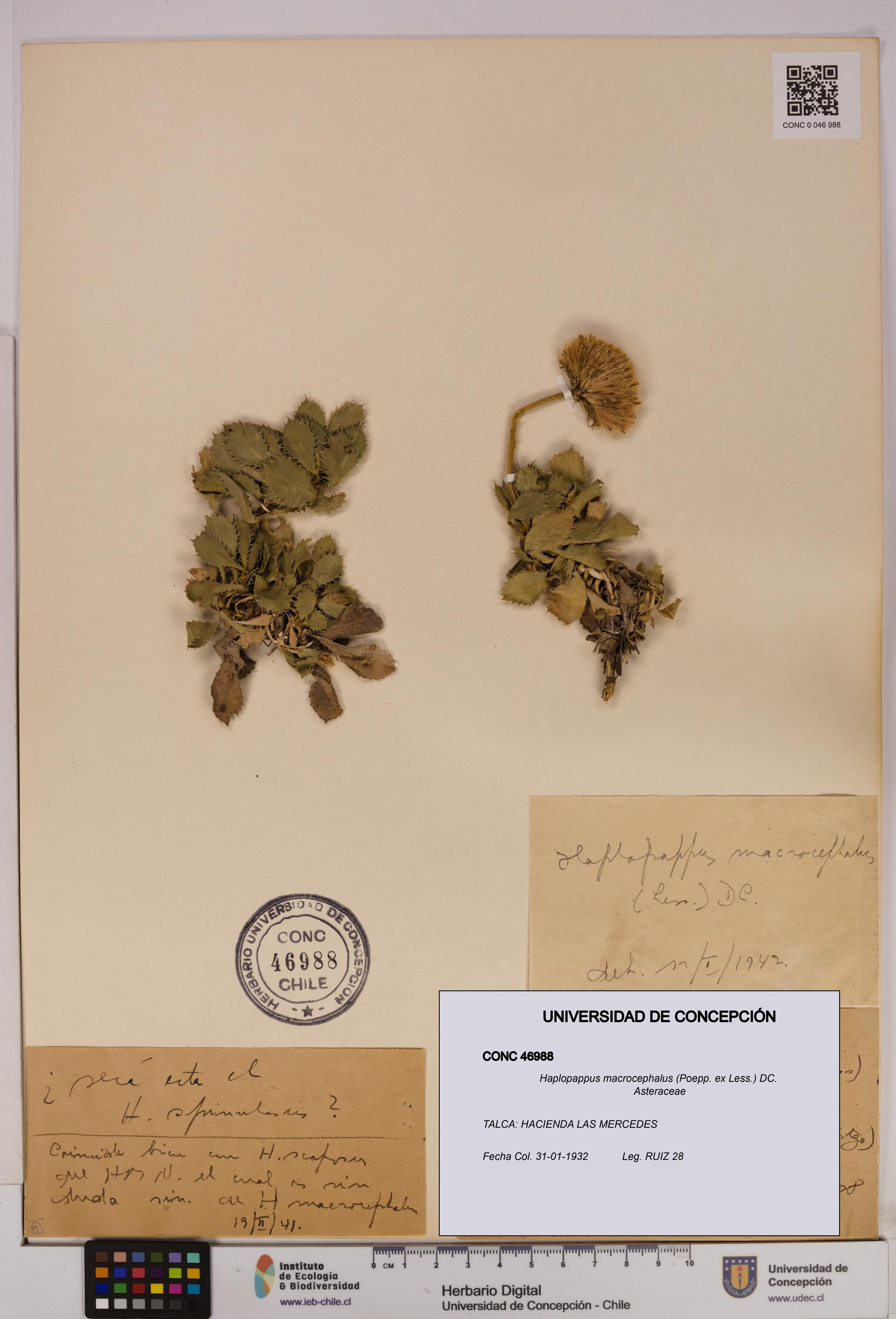 Haplopappus macrocephalus [Espécimen: UDEC:CONC:0046988]