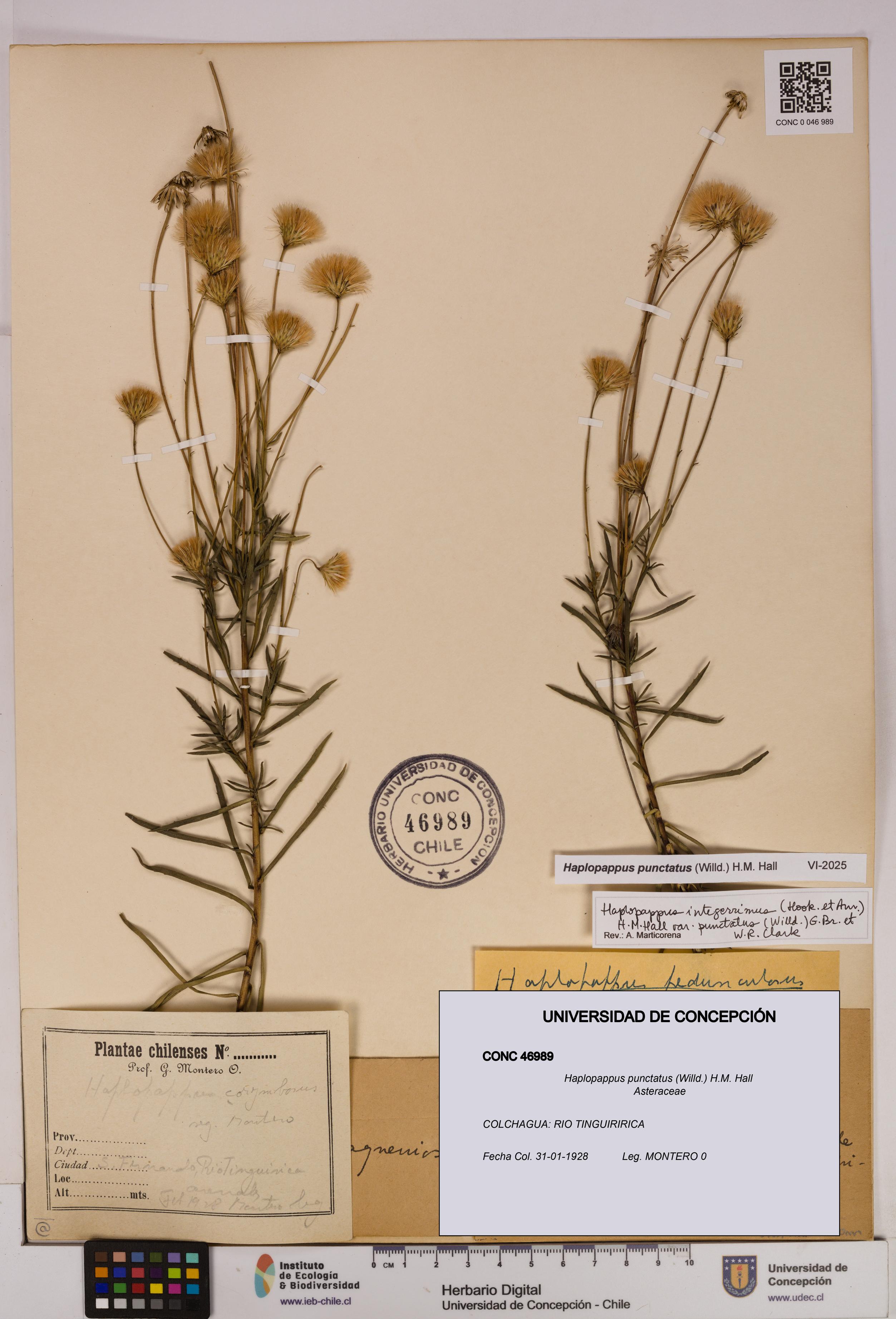 Haplopappus punctatus [Espécimen: UDEC:CONC:0046989]