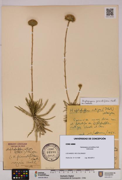 Haplopappus pinnatifidus [Espécimen: UDEC:CONC:0046990]