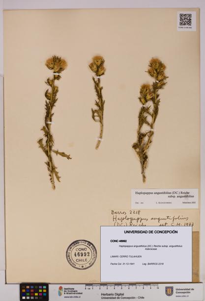 Haplopappus angustifolius subsp. angustifolius [Espécimen: UDEC:CONC:0046992]