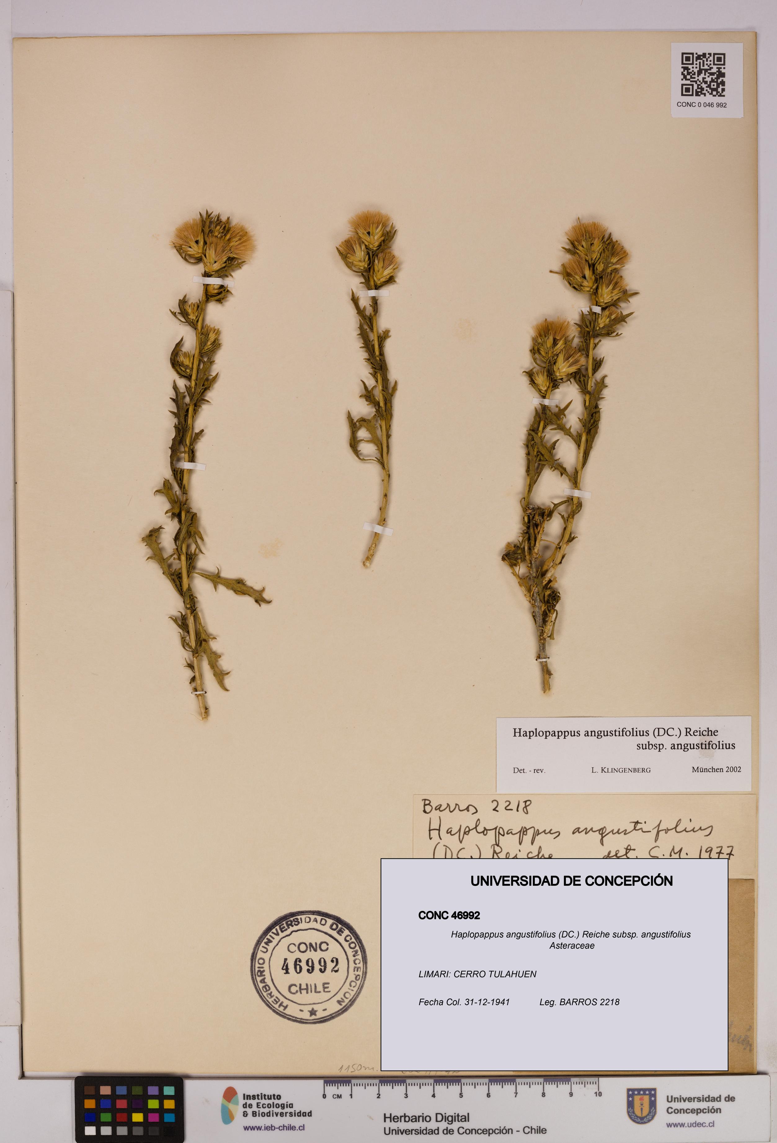 Haplopappus angustifolius subsp. angustifolius [Espécimen: UDEC:CONC:0046992]