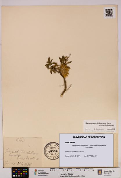 Haplopappus diplopappus subsp. diplopappus [Espécimen: UDEC:CONC:0046993]