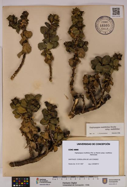 Haplopappus multifolius subsp. multifolius [Espécimen: UDEC:CONC:0046995]