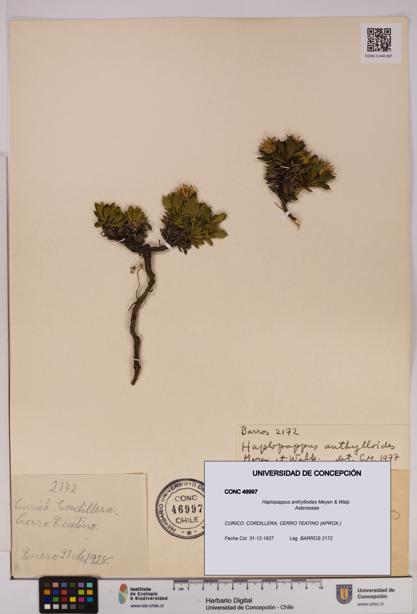 Haplopappus anthylloides [Espécimen: UDEC:CONC:0046997]
