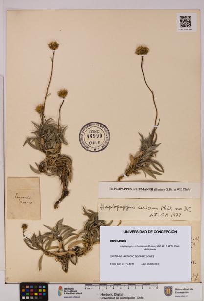 Haplopappus schumannii [Espécimen: UDEC:CONC:0046999]