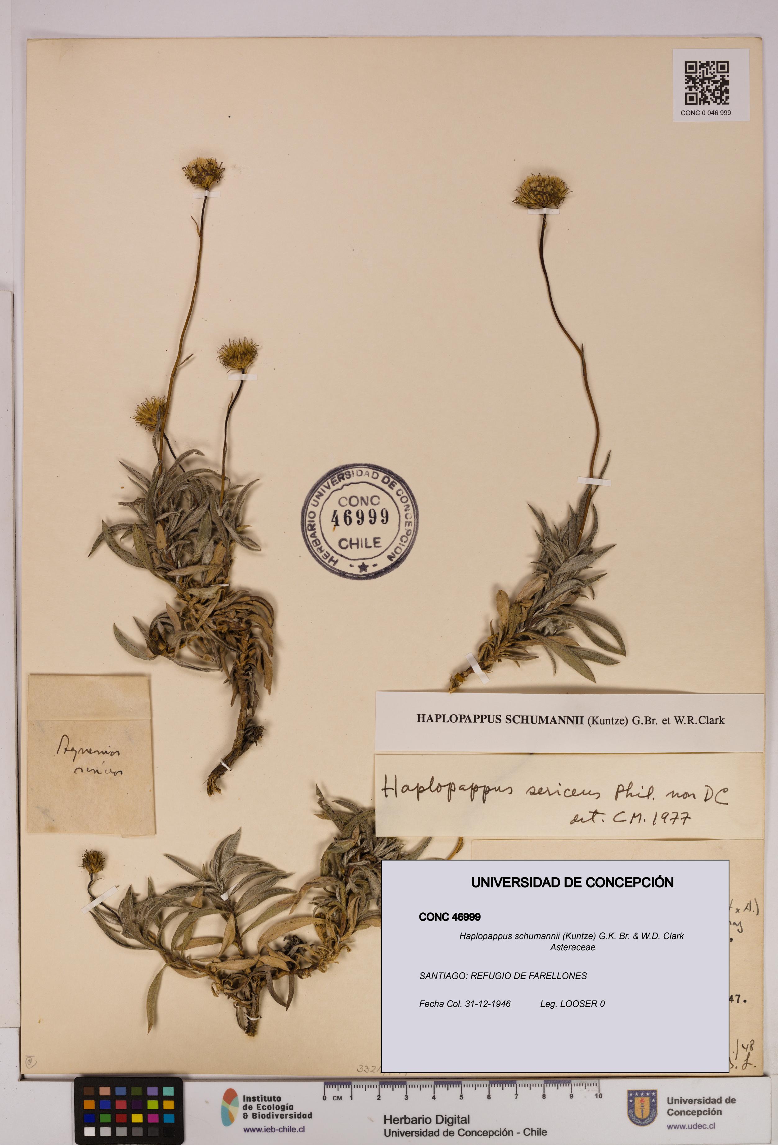 Haplopappus schumannii [Espécimen: UDEC:CONC:0046999]