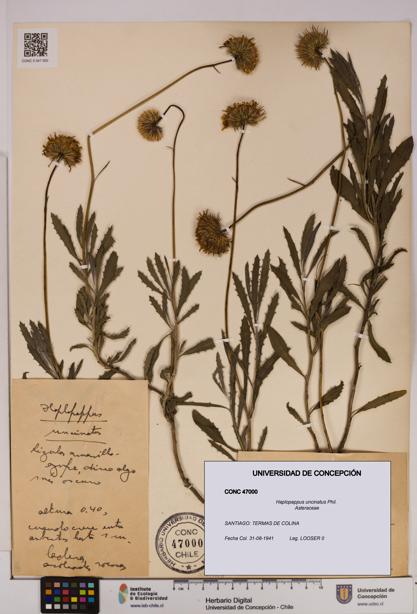 Haplopappus uncinatus [Espécimen: UDEC:CONC:0047000]