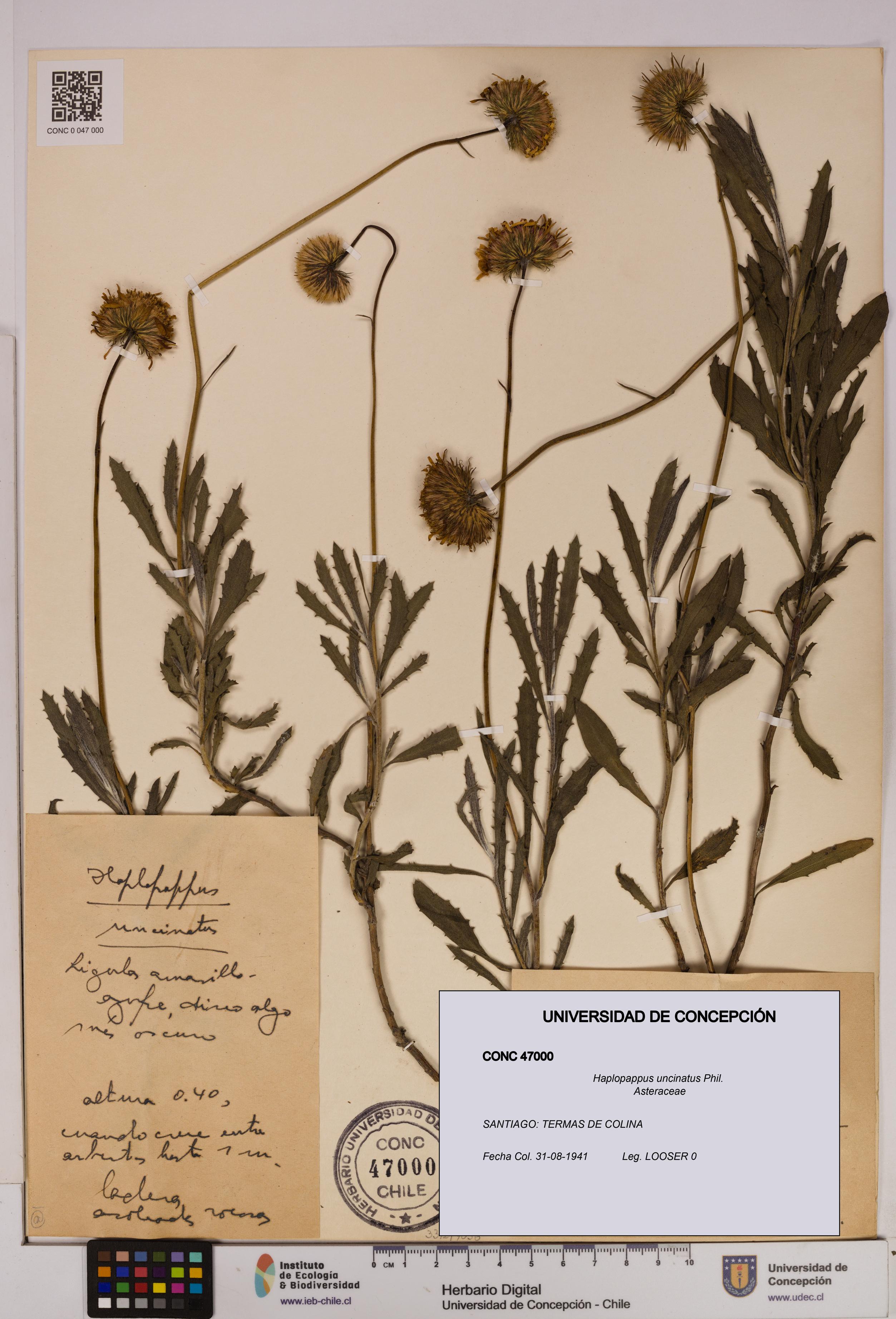 Haplopappus uncinatus [Espécimen: UDEC:CONC:0047000]