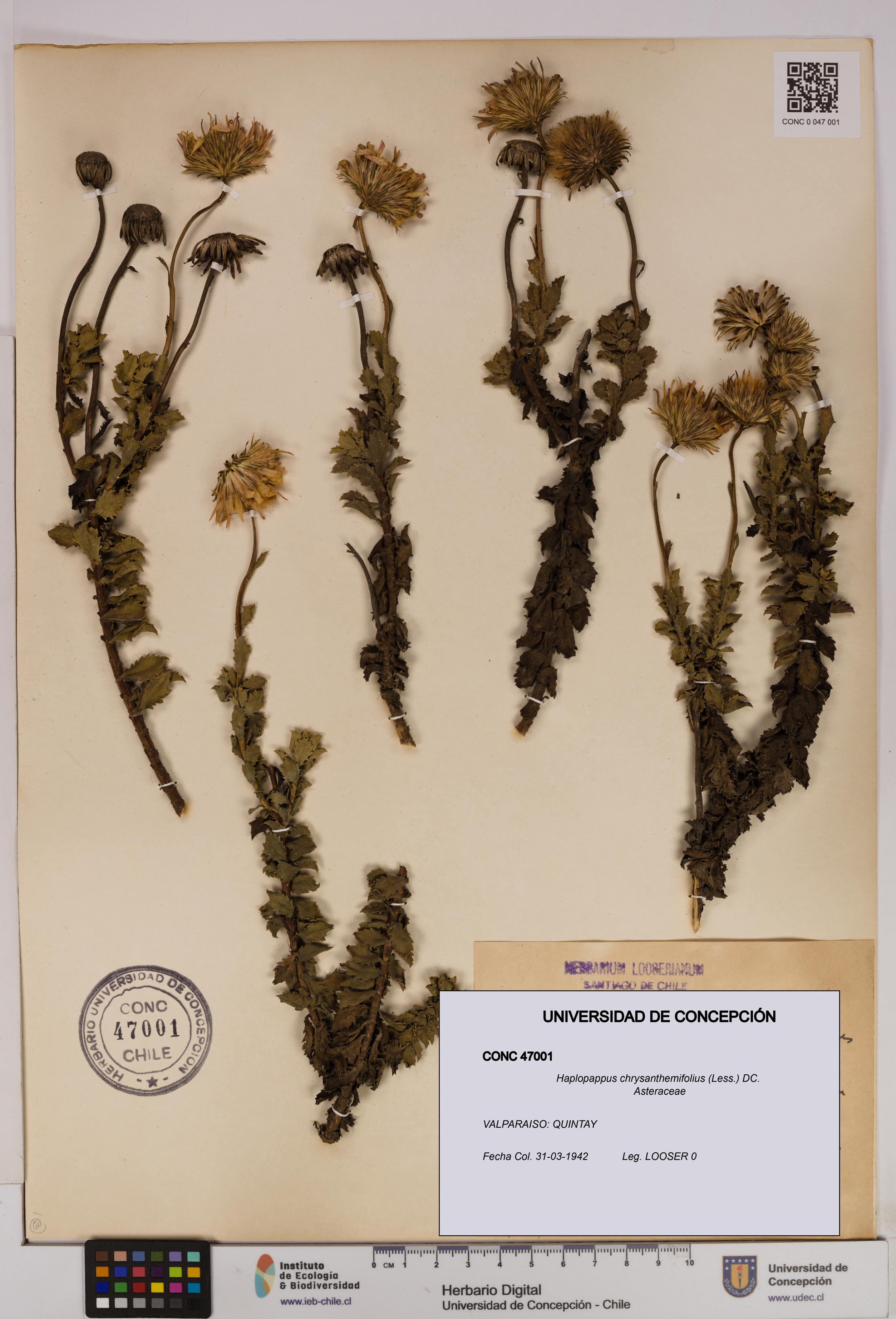 Haplopappus chrysanthemifolius [Espécimen: UDEC:CONC:0047001]