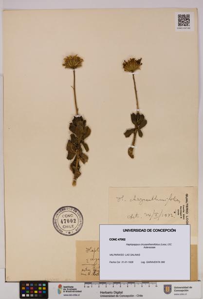 Haplopappus chrysanthemifolius [Espécimen: UDEC:CONC:0047002]