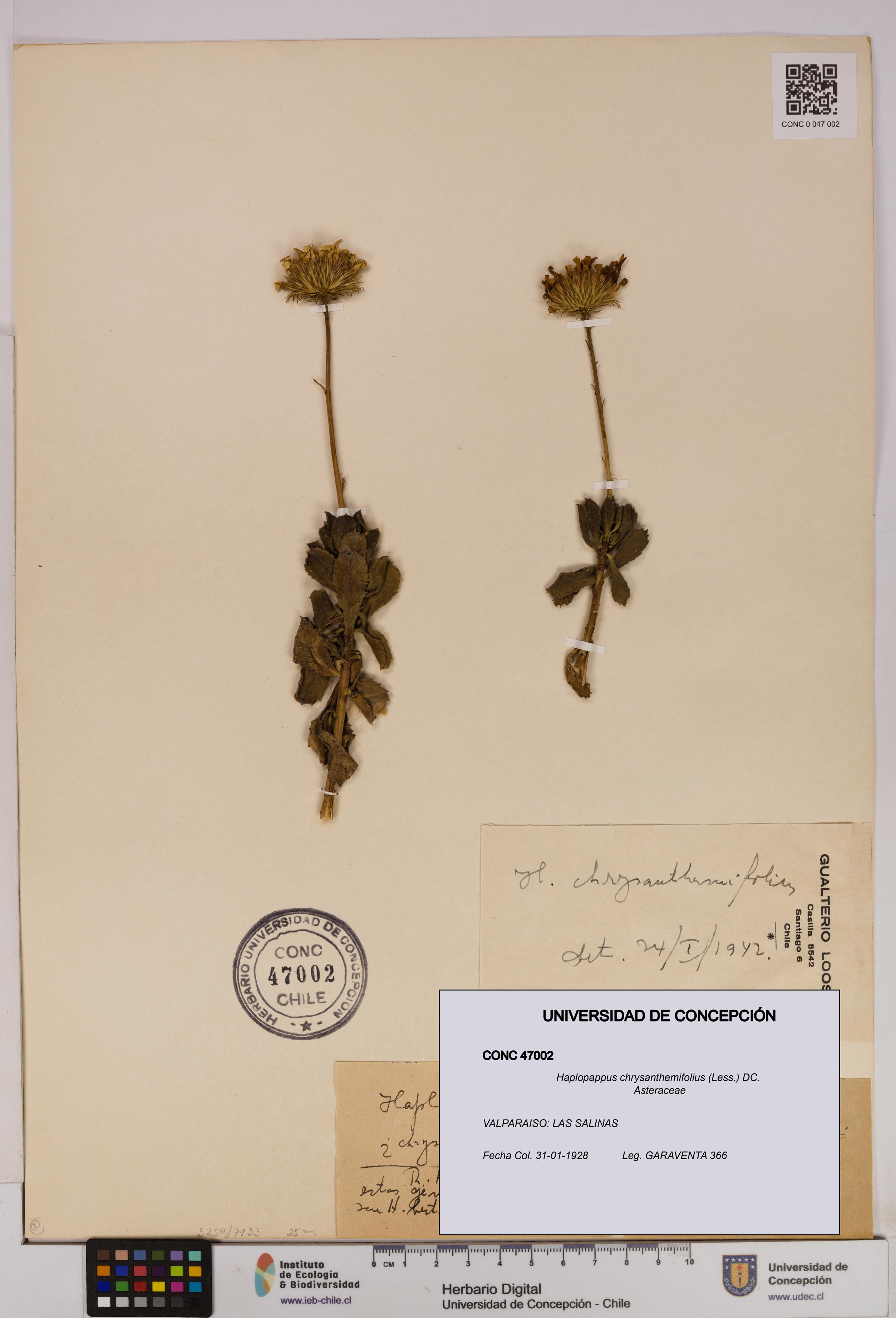 Haplopappus chrysanthemifolius [Espécimen: UDEC:CONC:0047002]