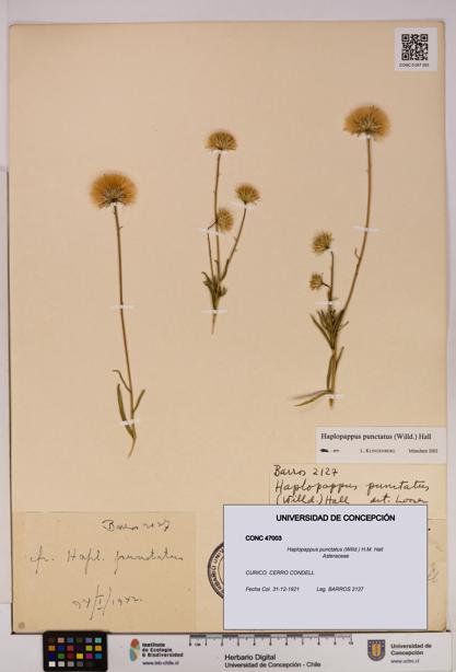 Haplopappus punctatus [Espécimen: UDEC:CONC:0047003]