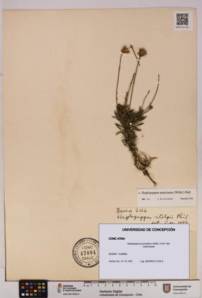 Haplopappus punctatus [Espécimen: UDEC:CONC:0047004]