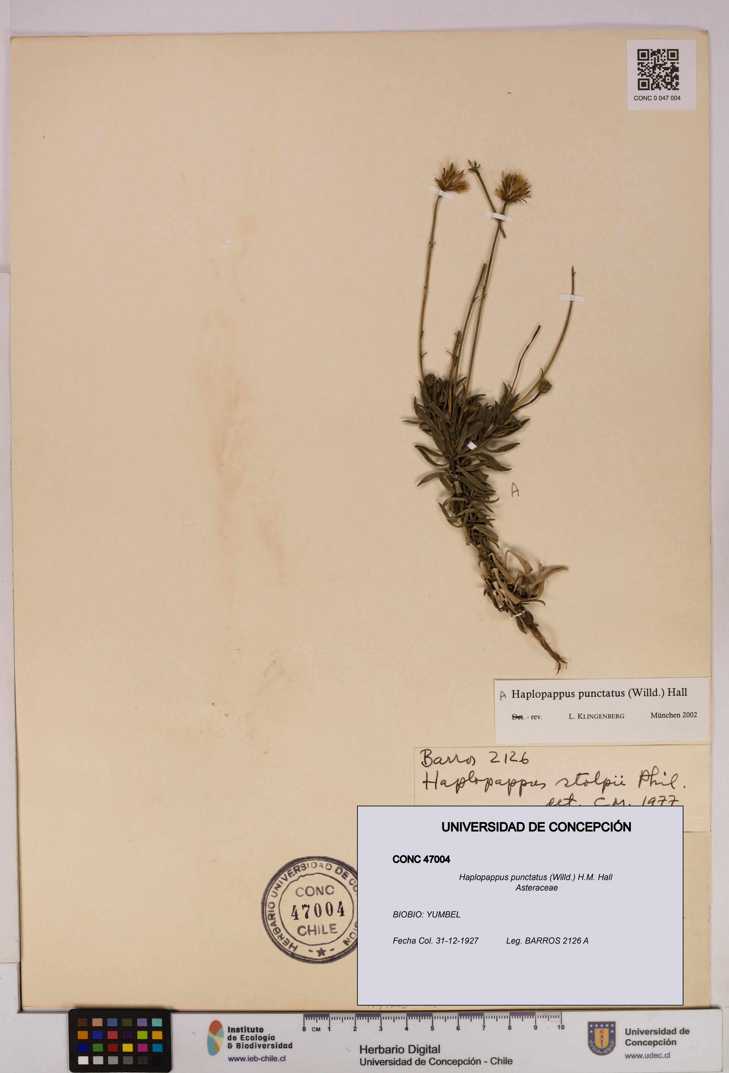 Haplopappus punctatus [Espécimen: UDEC:CONC:0047004]