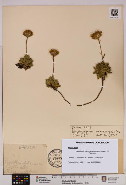 Haplopappus macrocephalus [Espécimen: UDEC:CONC:0047005]