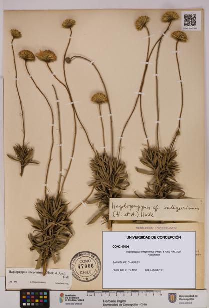 Haplopappus integerrimus [Espécimen: UDEC:CONC:0047006]