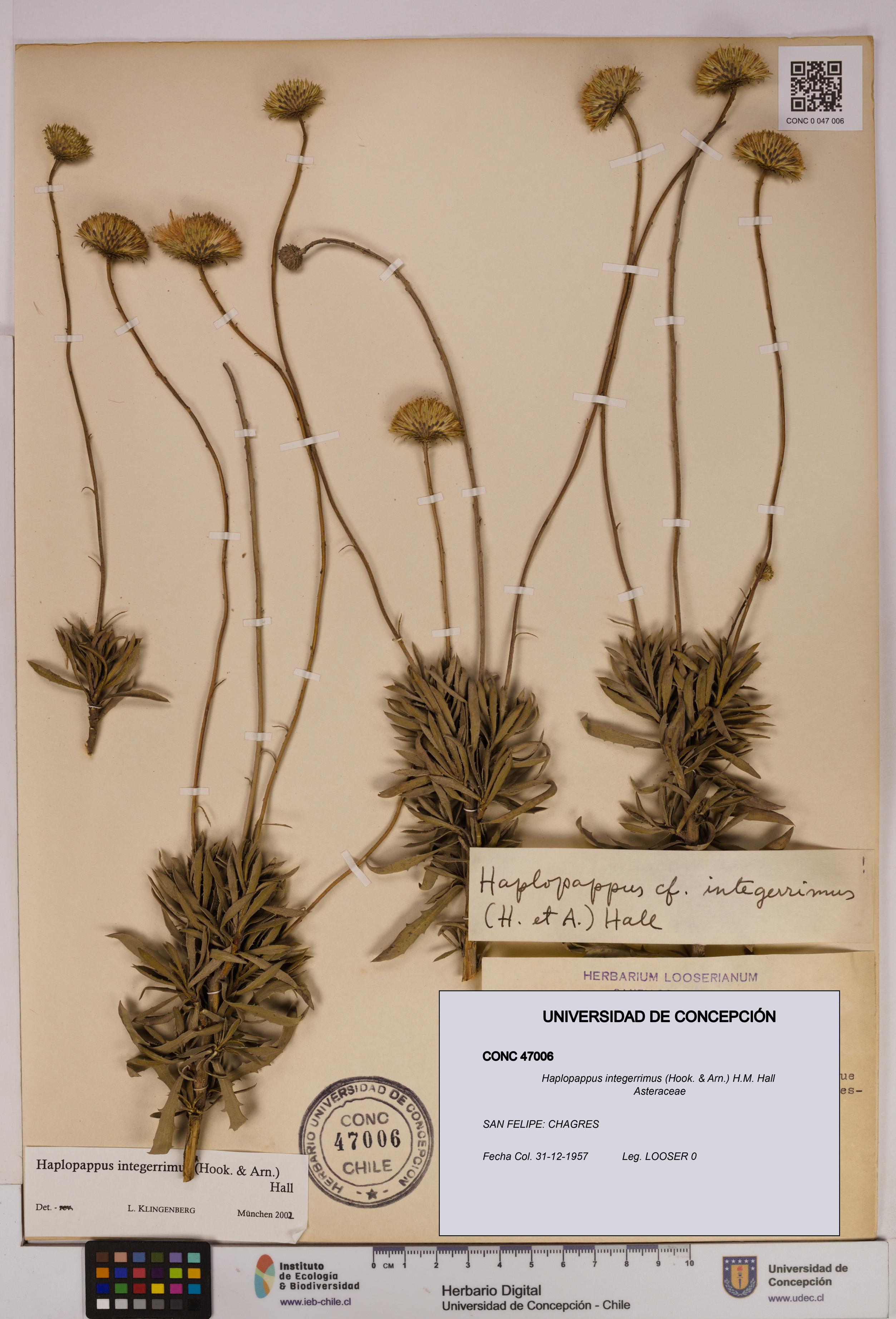 Haplopappus integerrimus [Espécimen: UDEC:CONC:0047006]