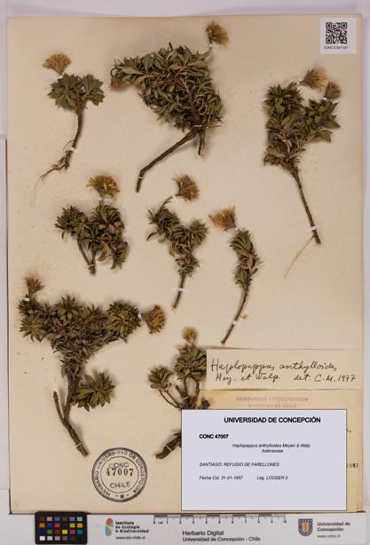 Haplopappus anthylloides [Espécimen: UDEC:CONC:0047007]