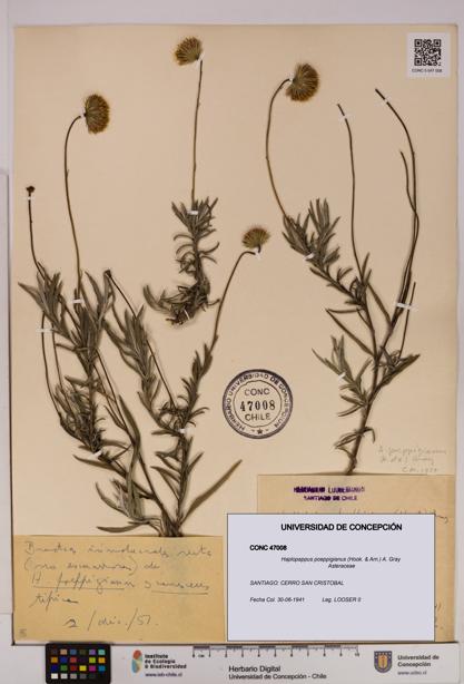 Haplopappus poeppigianus [Espécimen: UDEC:CONC:0047008]