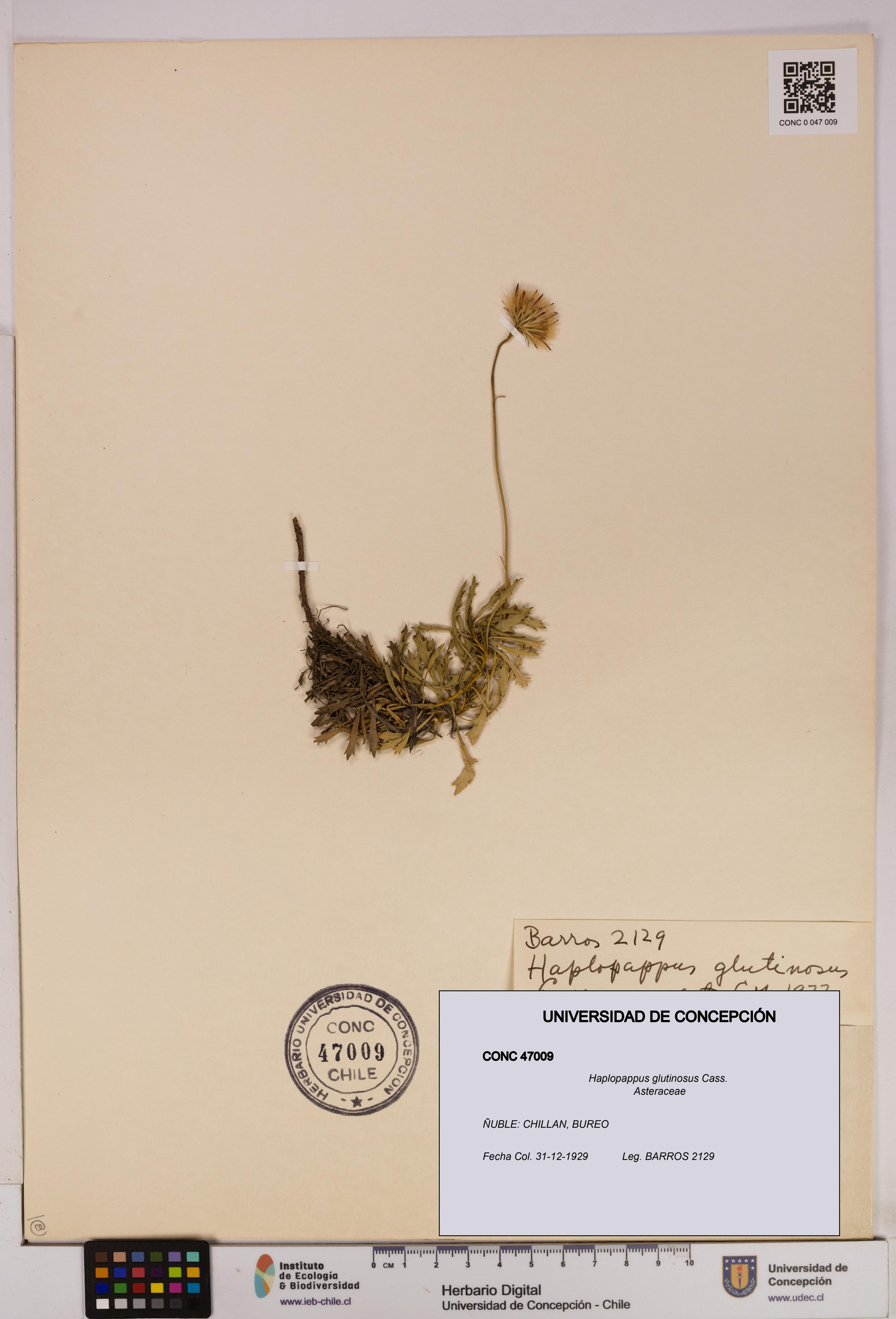 Haplopappus glutinosus [Espécimen: UDEC:CONC:0047009]