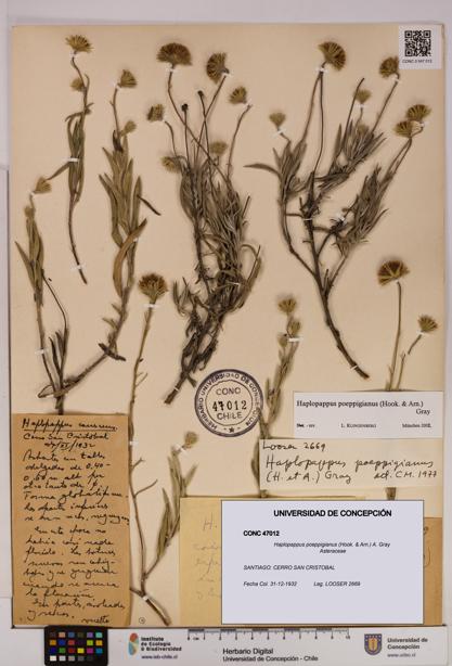 Haplopappus poeppigianus [Espécimen: UDEC:CONC:0047012]