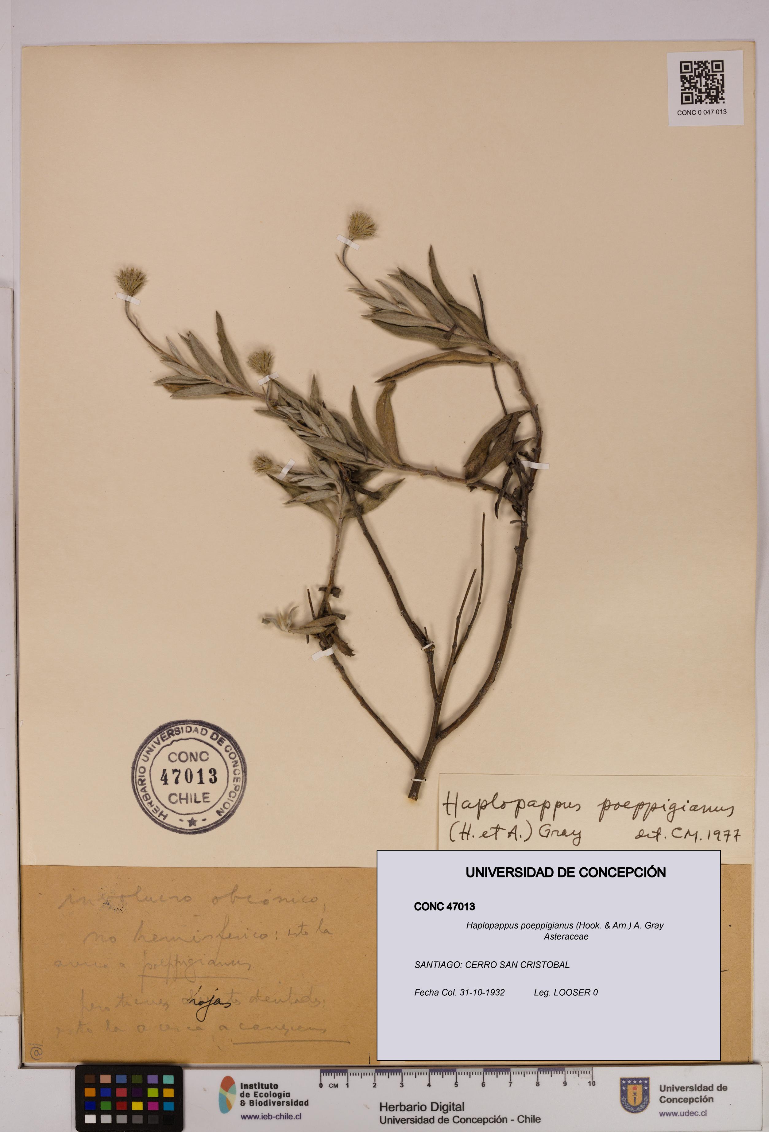 Haplopappus poeppigianus [Espécimen: UDEC:CONC:0047013]