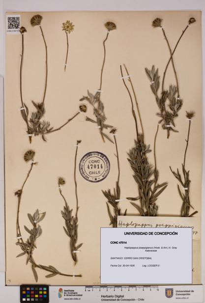 Haplopappus poeppigianus [Espécimen: UDEC:CONC:0047014]