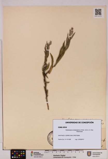Haplopappus poeppigianus [Espécimen: UDEC:CONC:0047015]