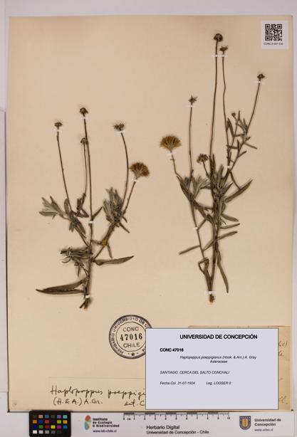 Haplopappus poeppigianus [Espécimen: UDEC:CONC:0047016]