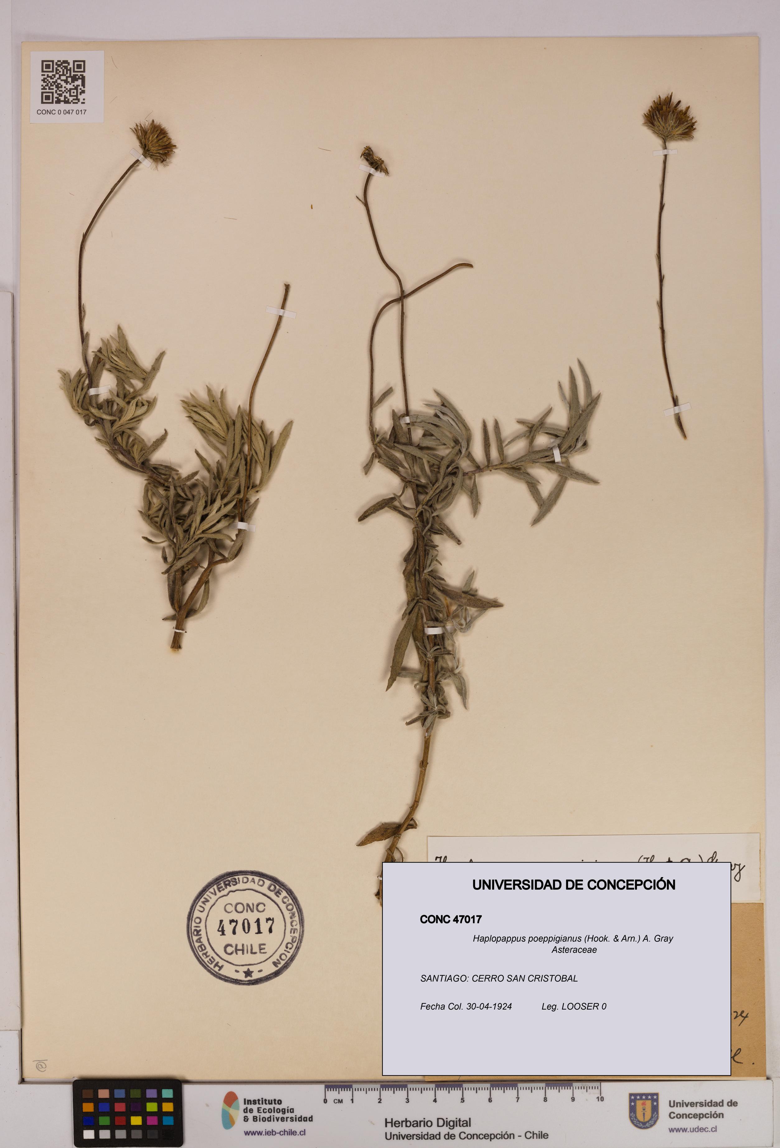 Haplopappus poeppigianus [Espécimen: UDEC:CONC:0047017]