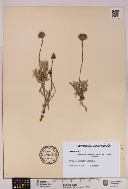 Haplopappus poeppigianus [Espécimen: UDEC:CONC:0047018]